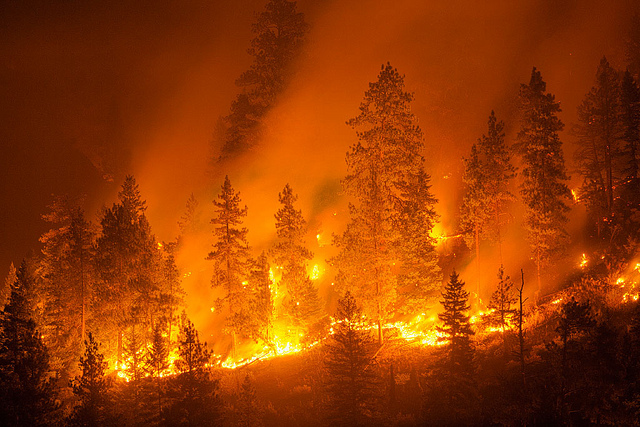 Mengenali Dampak Merugikan Akibat Kebakaran Hutan